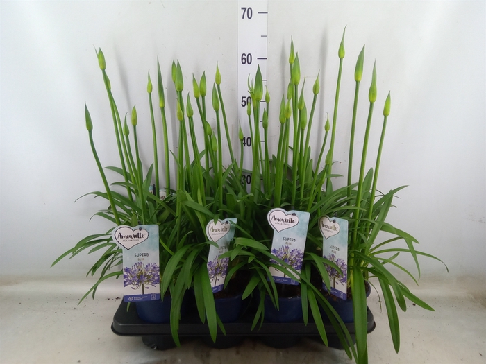 <h4>Agapanthus  'Amourette Superb'</h4>