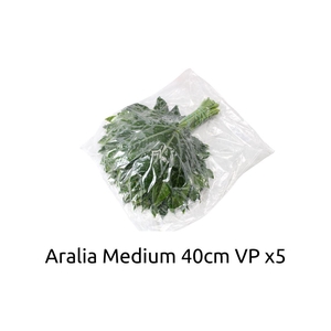 Aralia Medium V P X5
