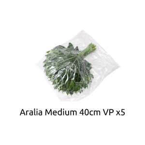 Aralia Medium V P X5
