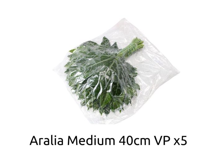 <h4>Aralia Medium V P X5</h4>