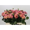 Dahlia  'Sebastian'