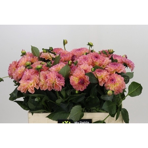 Dahlia DE 'Sebastian'
