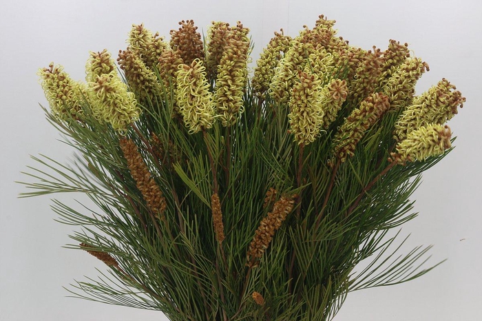 <h4>Grevillea Spiderman</h4>