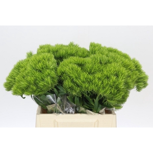 Dianthus Br Kiwi Mellow