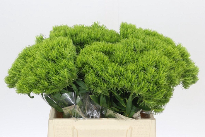 <h4>Dianthus Br Kiwi Mellow</h4>