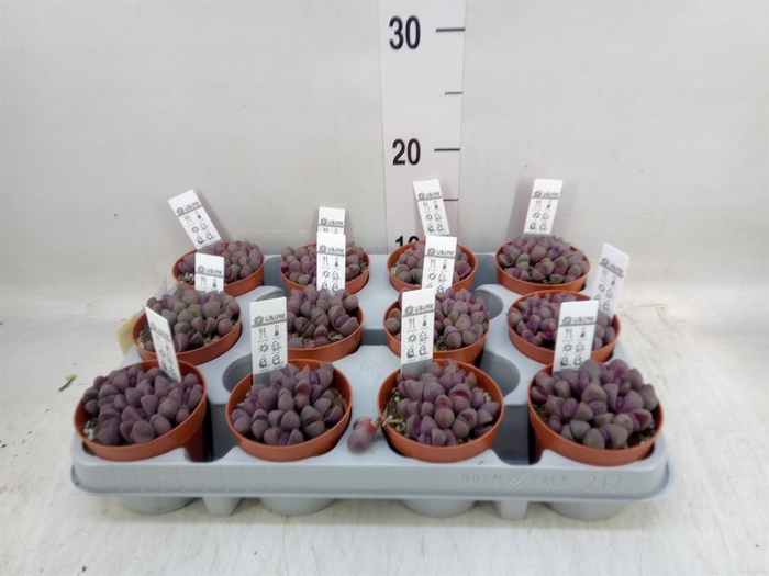 <h4>Lithops sp.</h4>