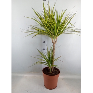 Dracaena marg. 'Sunray'