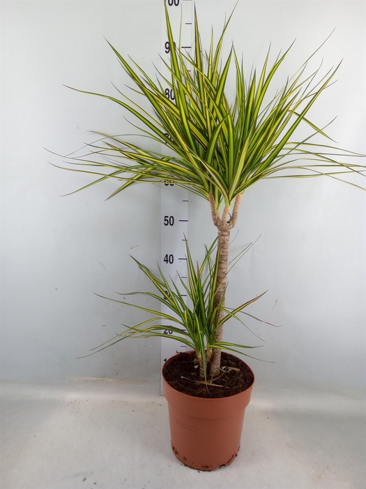 <h4>Dracaena marg. 'Sunray'</h4>