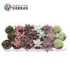 Sierra's® - Barcelona Succulent Mix (Collection)