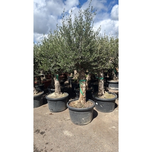 OLEA EUROPAEA