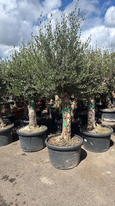 <h4>OLEA EUROPAEA</h4>