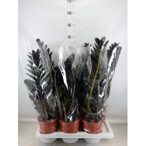 Zamioculcas zamiifolia