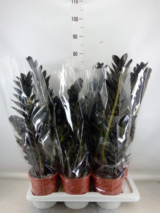 <h4>Zamioculcas zamiifolia</h4>