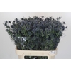 Eryngium Blue Dynamite