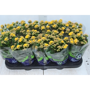 KALANCHOE DOBRADO P11 AMARELO