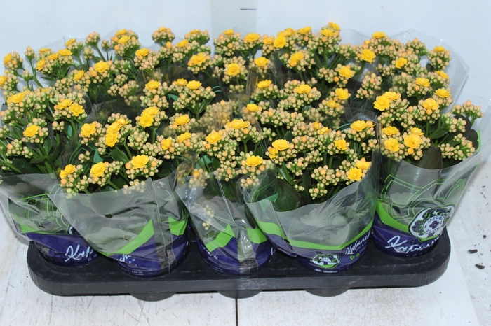 <h4>KALANCHOE DOBRADO P11 AMARELO</h4>