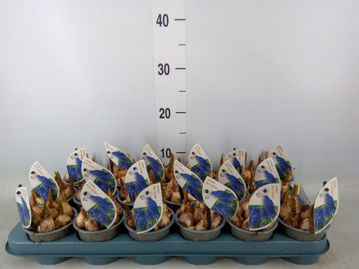 <h4>Muscari  'Lindsay'</h4>