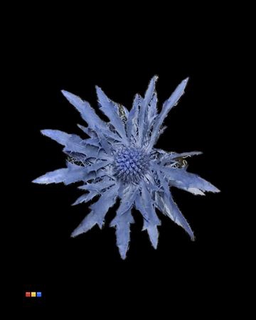 <h4>Eryngium Marine Blue</h4>