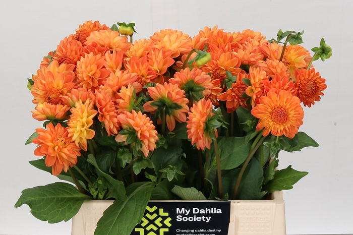 <h4>Dahlia Souvenir Dete</h4>