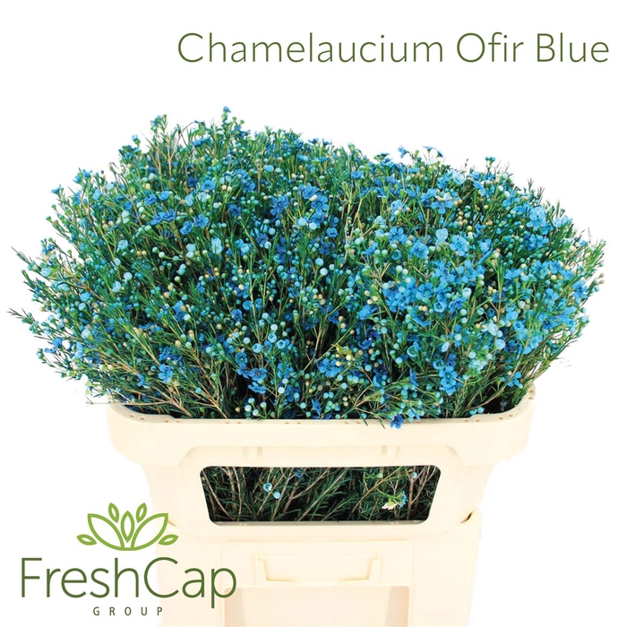 <h4>Chamelaucium Ofir Blue</h4>