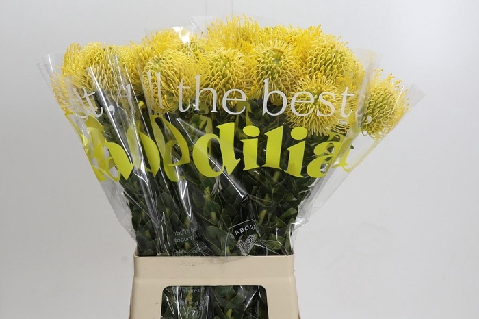 <h4>LEUCO CO HIGH GOLD</h4>