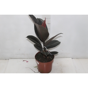 FICUS ELASTICA BURGUNDY P17