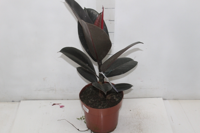<h4>FICUS ELASTICA BURGUNDY P17</h4>