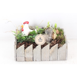 arr4 Narcis PL - Schors kist rechth.