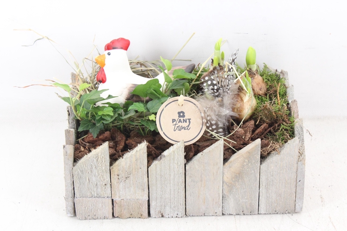 <h4>arr4 Narcis PL - Schors kist rechth.</h4>