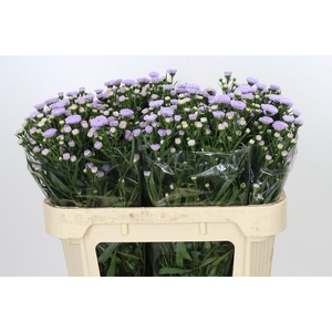 Aster Astee Milka