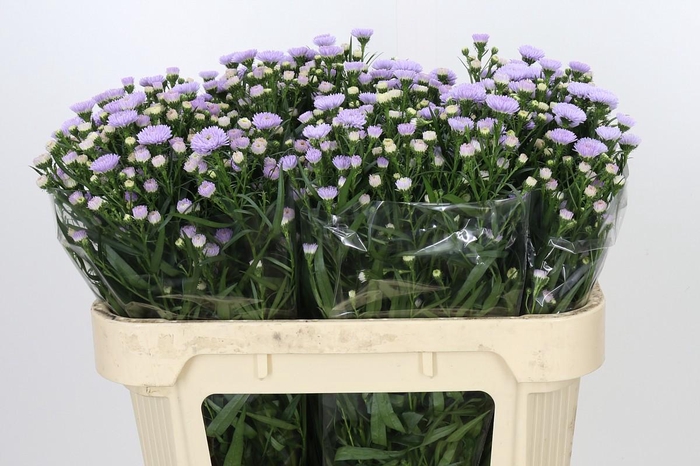 <h4>Aster Astee Milka</h4>