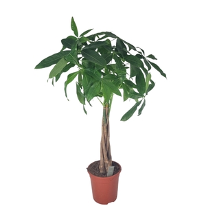 Pachira Aquatica 21 cm