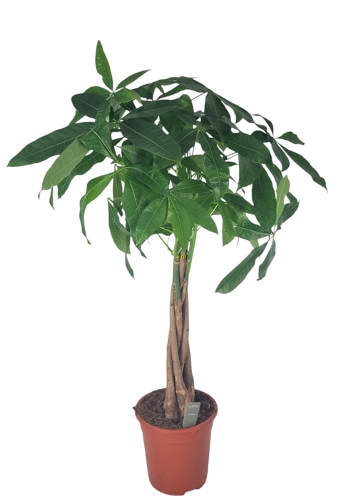 <h4>Pachira Aquatica 21 cm</h4>