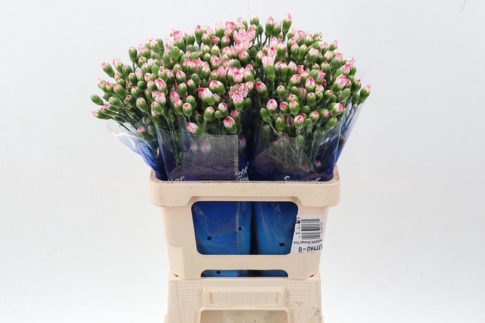 <h4>Di Tr Mellow hi</h4>