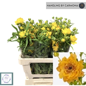 RAN N MODERN VIVALDI