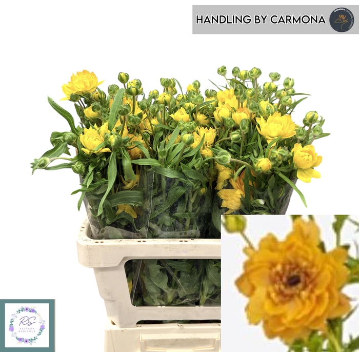 <h4>RAN N MODERN VIVALDI</h4>