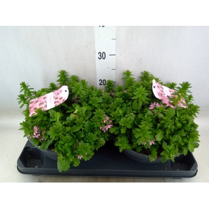 Scaevola aemula 'Surdiva Salmon Pk'