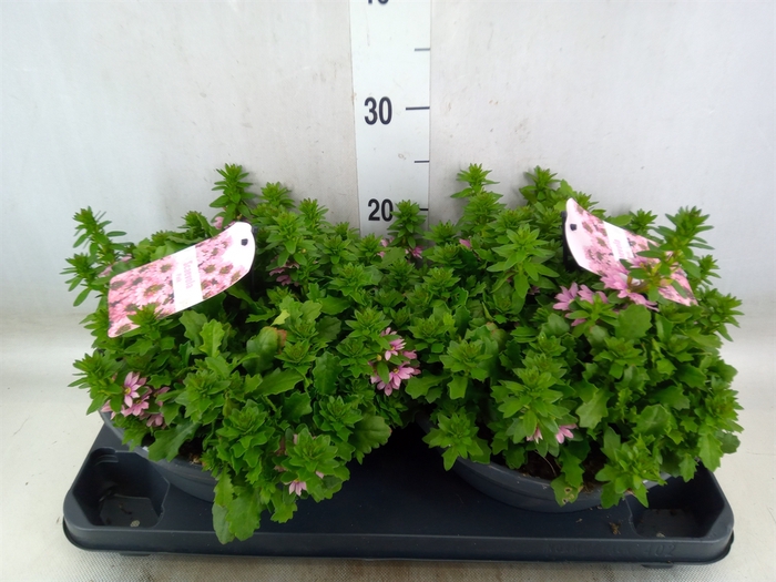 <h4>Scaevola aemula 'Surdiva Salmon Pk'</h4>