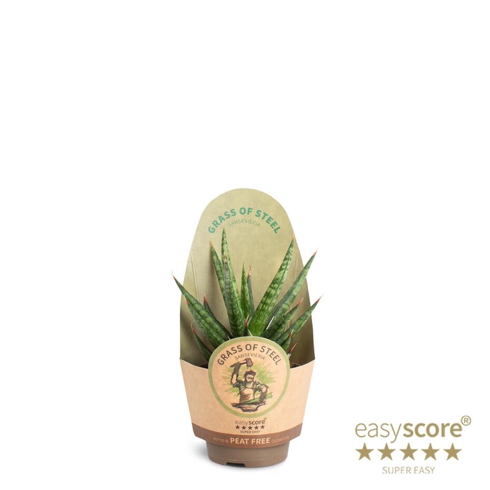 SANSEVIERIA TRIFASCIATA