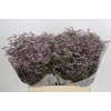 Limonium ov Safora Oshi Pink