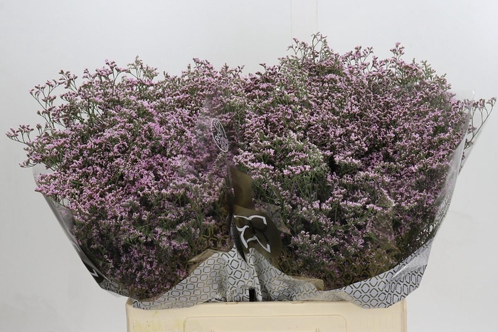 Limonium Safora Oshi Pink