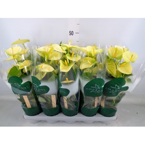 Anthurium andr. 'Vanilla'
