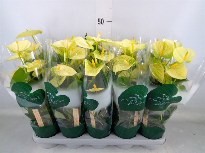 <h4>Anthurium andr. 'Vanilla'</h4>