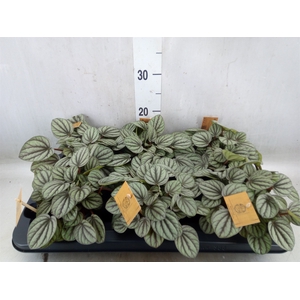 Peperomia