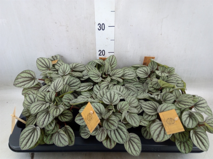 <h4>Peperomia</h4>