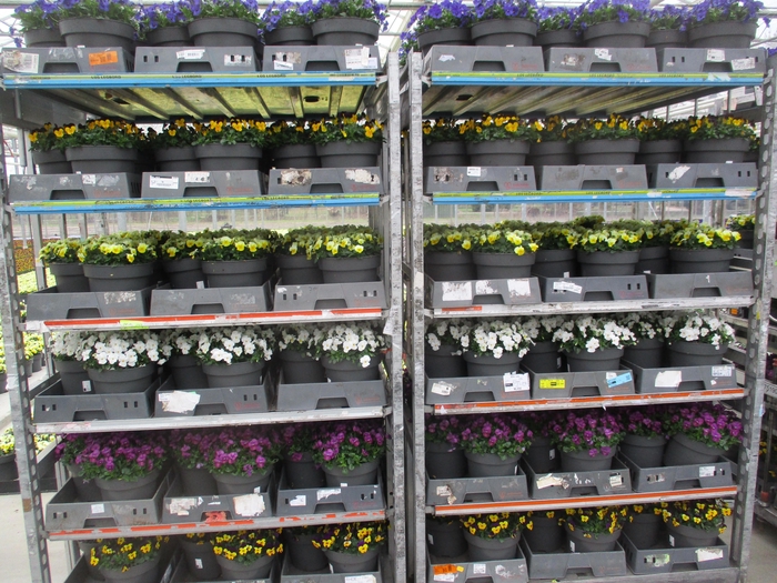 <h4>VIO CO MIXK</h4>