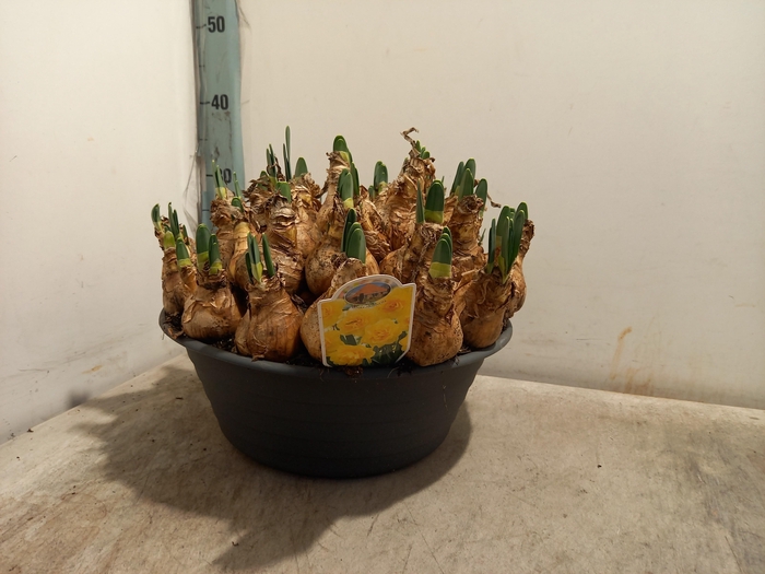 arr8 Narcis Ov Mixkar