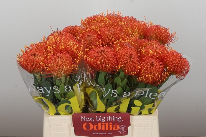 <h4>Nutans Gold Dust</h4>