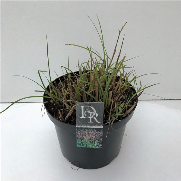 <h4>Graminées Miscanthus 'Ferner Osten'</h4>