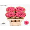 Rosa Spray Femke